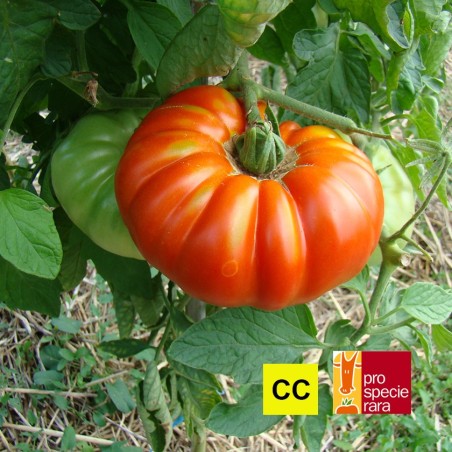 Tomate De Chancy