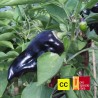 Poivron Violet de Hongrie