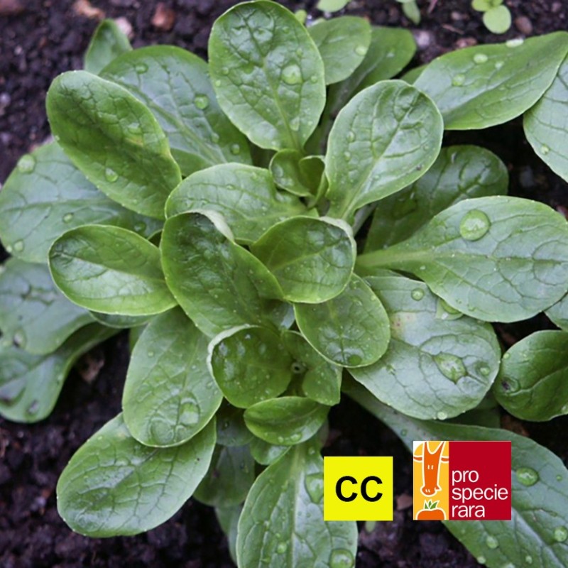 Mâche Hâtive de Genève