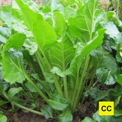 Côte à tondre Verte à couper