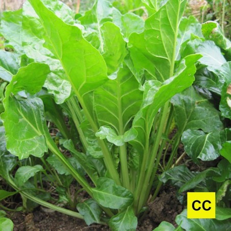 Côte à tondre Verte à couper