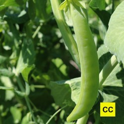 Pois croquant Bernhadsberg