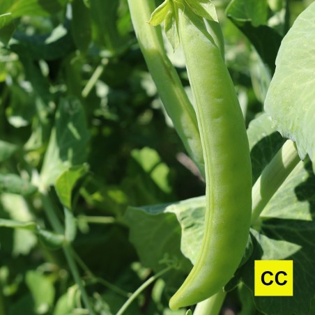 Pois croquant Bernhadsberg