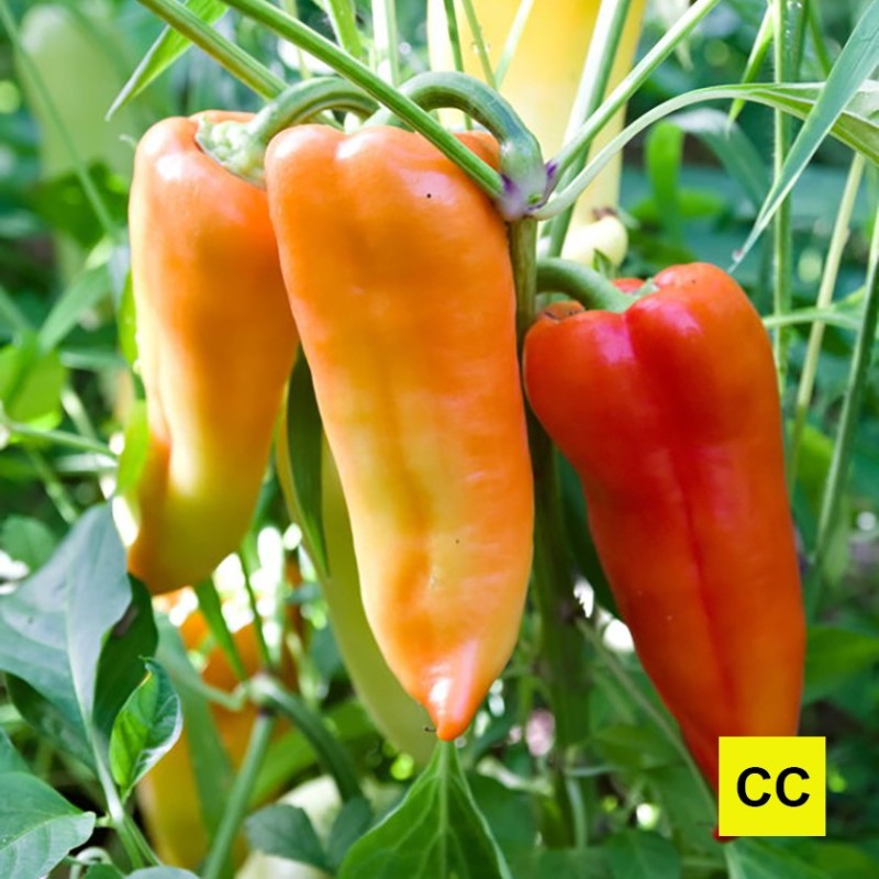 Poivron Ferenc Tender