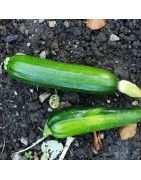 Courgette