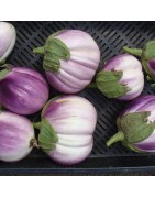 Aubergine