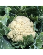 Chou-fleur