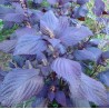 Shiso Tito
