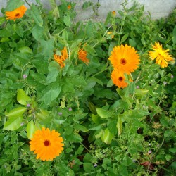 Calendula