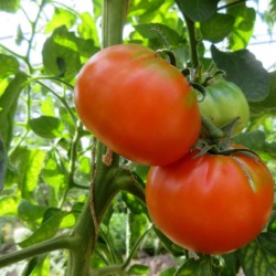 Tomate De Paudex