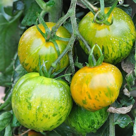 Tomate Green Zebra