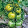 Tomate Green Zebra