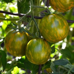 Tomate Green Zebra