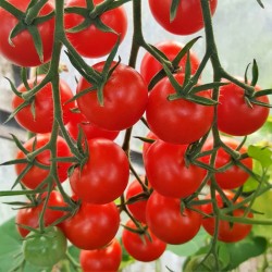Tomate cerise Zuckertraube