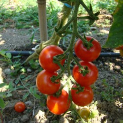 Tomate cerise Zuckertraube