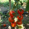 Tomate cerise Zuckertraube