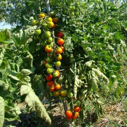 Tomate cerise Zuckertraube