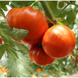 Tomate De Chancy
