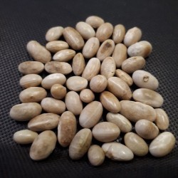 Haricot nain Industrie