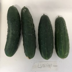 Concombre Lunghissimo Verde