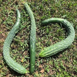 Concombre Suyo Long