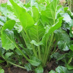 Côte à tondre Verte à couper