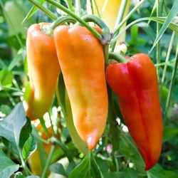 Poivron Ferenc Tender