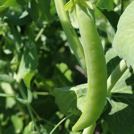 Pois croquant Bernhadsberg