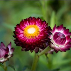 Immortelle Purpureum