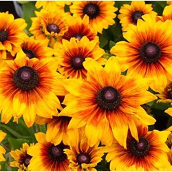 Rudbeckia
