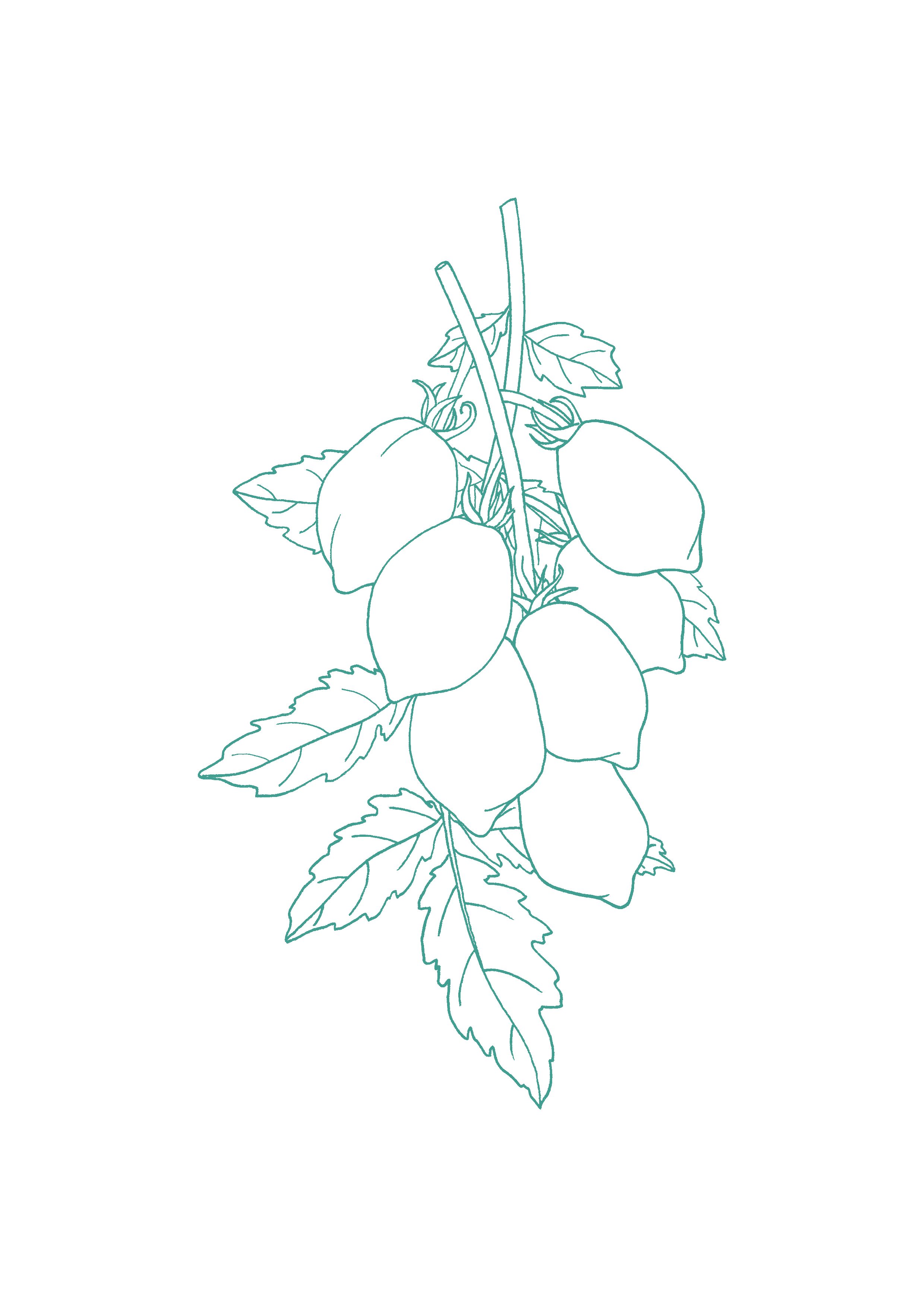 Design_spongillo transp bleu.png